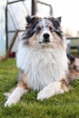 Beautifu blue merle shetland sheepdog young dog sitting in grass