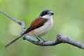 Beautifu brownl bird in nature with details of her feathers while perching compose on stick over blur green background, female