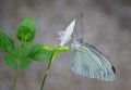 Beautifu Butterfly on nature