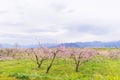 Beautifu flowers in the spring,Japanese plum blossoms Ume Flower