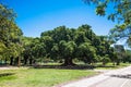 Beautifu green three in Park at Plaza Dante, Bueno Aires. Argentia