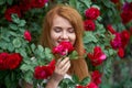 Portrait of a pretty redhead girl dressed in a white light dress on a background of blooming roses. Outdoor Royalty Free Stock Photo