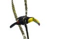 Beautifu Keel-billed Toucan Ramphastos sulfuratus perched on a tree branch