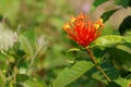 Beautifu lowers of the countryside. Ixora coccinea