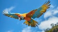 Beautifu macaw flying, Ara arakanga