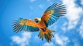 Beautifu macaw flying, Ara arakanga