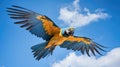 Beautifu macaw flying, Ara arakanga