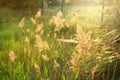 Beautifu natural flowering grass landscape in a rural green meadow under soft flare sunrise morning in summer season, blur photo Royalty Free Stock Photo