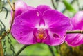 Beautifu purple orchidea inside of a greenhouse located in a garden in Mindo, Ecuador Royalty Free Stock Photo