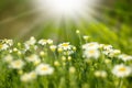 Beautifu spring daisy Royalty Free Stock Photo