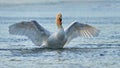 Beautiful white swan