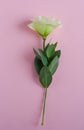 Beautifu white eustoma flower lisianthus in full bloom with green leaves on pink background