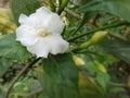 Beautiful Indian Pinwheel Flower on the tree . Royalty Free Stock Photo