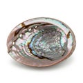A beautiful abalone shell with a shimmering interior and a unique pattern Royalty Free Stock Photo