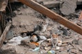 Beautiful abandoned feline siblings living in ruined slum looking at camera curiously