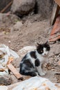 Beautiful abandoned kitten living in ruined slum looking at camera curiously Royalty Free Stock Photo