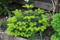 Young Spanish fir Abies pinsapo with fresh shoots Royalty Free Stock Photo