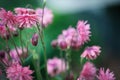 Beautiful Abstract of Aquilegia vulgaris Clementine Salmon Rose Flowers