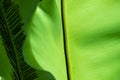 Abstract leaf green background nature detail.