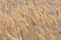 Abstract papura reed background