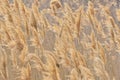 Abstract papura reed background