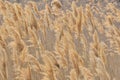 Abstract papura reed background