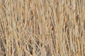 Abstract papura reed background