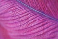 Beautiful abstract background with purple feather. Royalty Free Stock Photo