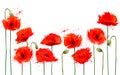 Beautiful abstract background with red poppies flowers