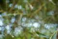 Beautiful abstract background scene of defocused natural bright soft green yellow leaves and blurred white light bokeh background