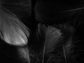 Beautiful abstract black feathers on black background and soft white feather texture on white pattern and dark background, gray fe