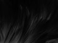 Beautiful Abstract Black Feathers On Dark Background, Gray Feather Texture On Black Background, White Feather Background