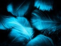 Beautiful abstract blue feathers on dark background and black feather texture on blue pattern and blue background, feather wallpap