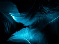 Beautiful abstract blue feathers on dark background and black feather texture on blue pattern and blue background, feather wallpap