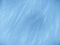 Beautiful abstract blue feathers on white background and soft white feather texture on blue pattern and blue background, feather b