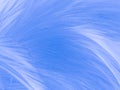 Beautiful abstract blue feathers on white background and soft white feather texture on blue pattern and blue background, feather b