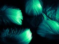 Beautiful abstract blue and green feathers on dark background and soft white feather texture on white pattern and green background Royalty Free Stock Photo