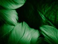 Beautiful abstract blue and green feathers on dark background and soft white feather texture on white pattern and green background Royalty Free Stock Photo