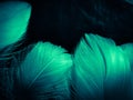 Beautiful abstract blue and green feathers on dark background and soft white feather texture on white pattern and green background Royalty Free Stock Photo