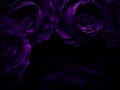 Beautiful abstract blue and purple flowers on black background, black flower frame, dark leaves texture, purple background, purpl