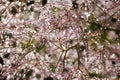 Beautiful abstract, bokeh of water drops on a plant Royalty Free Stock Photo