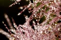 Beautiful abstract, bokeh of water drops on a plant Royalty Free Stock Photo