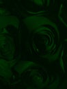 Beautiful abstract color black and green flowers on black background and dark graphic white flower frame and green leaves texture Royalty Free Stock Photo