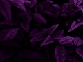 Beautiful abstract color blue and purple flowers on black background and purple graphic pink flower frame, purple leaves texture, Royalty Free Stock Photo