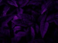 Beautiful abstract color blue and purple flowers on black background and purple graphic pink flower frame, purple leaves texture, Royalty Free Stock Photo