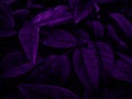 Beautiful abstract color blue and purple flowers on black background and purple graphic pink flower frame, purple leaves texture, Royalty Free Stock Photo