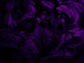 Beautiful abstract color blue and purple flowers on black background and purple graphic pink flower frame, purple leaves texture, Royalty Free Stock Photo