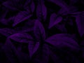 Beautiful abstract color blue and purple flowers on black background and purple graphic pink flower frame, purple leaves texture, Royalty Free Stock Photo