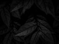 Beautiful abstract color gray and black flowers on dark background, dark leaves texture, dark background, colorful graphics banner Royalty Free Stock Photo
