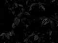 Beautiful abstract color gray and black flowers on dark background, dark leaves texture, dark background, colorful graphics banner Royalty Free Stock Photo